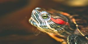 Miles de personas la tuvieron como mascota y hoy es una de las especies invasoras más preocupantes de España