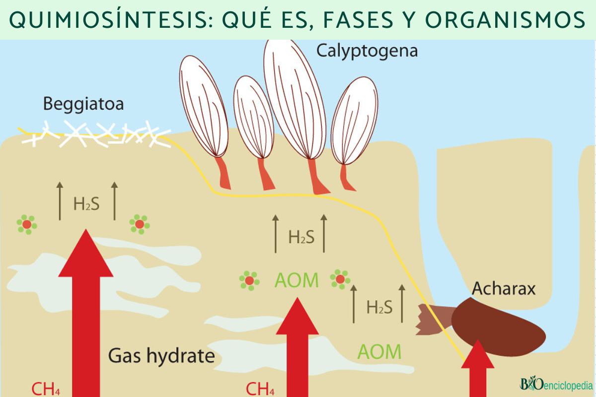 Quimiosíntesis: qué es, fases y organismos