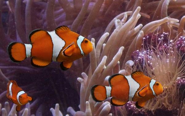 Pez Payaso - Distribución y hábitat del pez payaso