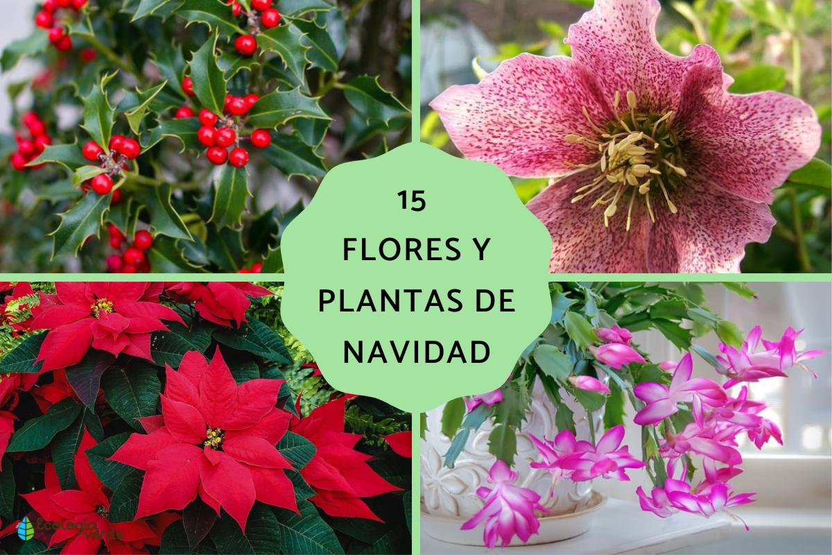 Flores y plantas de Navidad