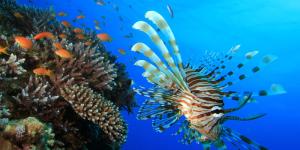 Zonas y Profundidades del Océano