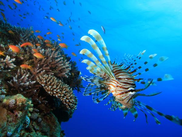 Zonas y Profundidades del Océano