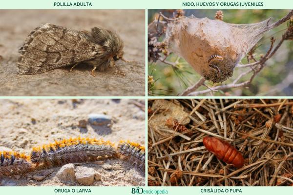 Procesionaria del pino: ciclo, época, dónde se encuentra y tratamiento - Ciclo de vida de la oruga procesionaria del pino