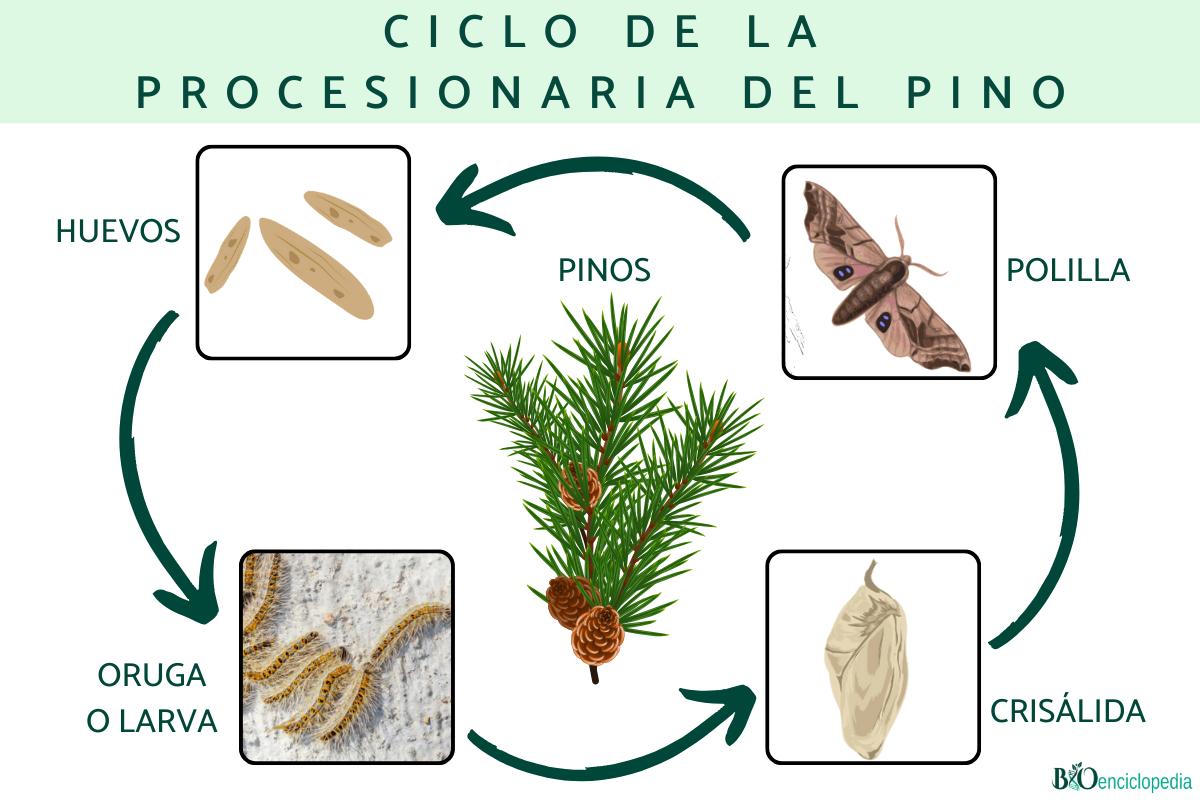 Procesionaria del pino: ciclo, época, dónde se encuentra y tratamiento