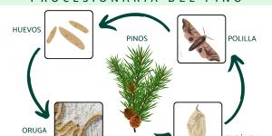 Procesionaria del pino: ciclo, época, dónde se encuentra y tratamiento