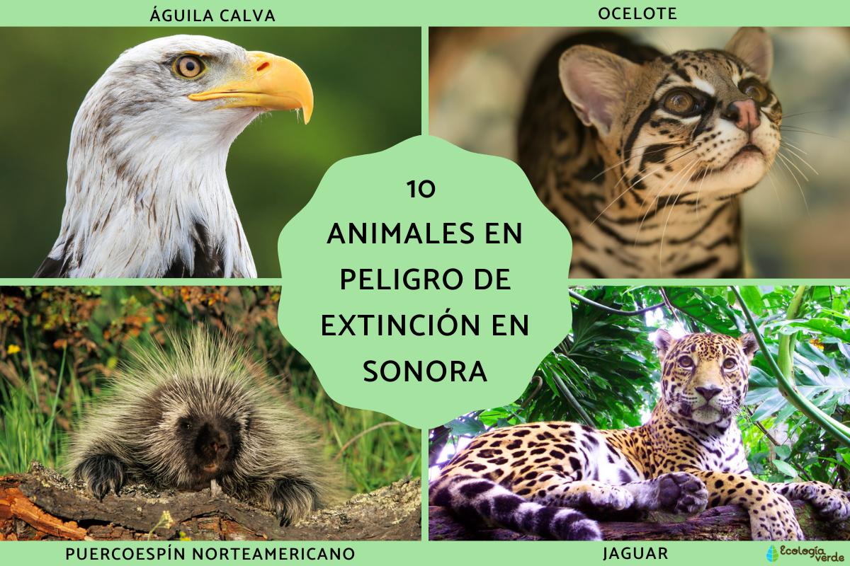 Animales en peligro de extinción en Sonora