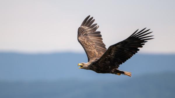 En 2021 liberaron 25 pigargos de Noruega en España y algunos científicos advierten: “Pueden ocasionar graves problemas a especies amenazadas” - Cinco años después, ya cría en libertad