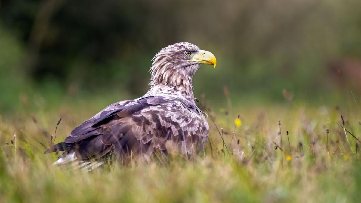 En 2021 liberaron 25 pigargos de Noruega en España y algunos científicos advierten: “Pueden ocasionar graves problemas a especies amenazadas”
