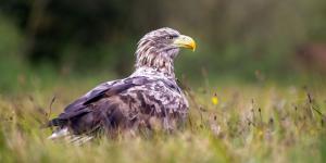 En 2021 liberaron 25 pigargos de Noruega en España y algunos científicos advierten: “Pueden ocasionar graves problemas a especies amenazadas”