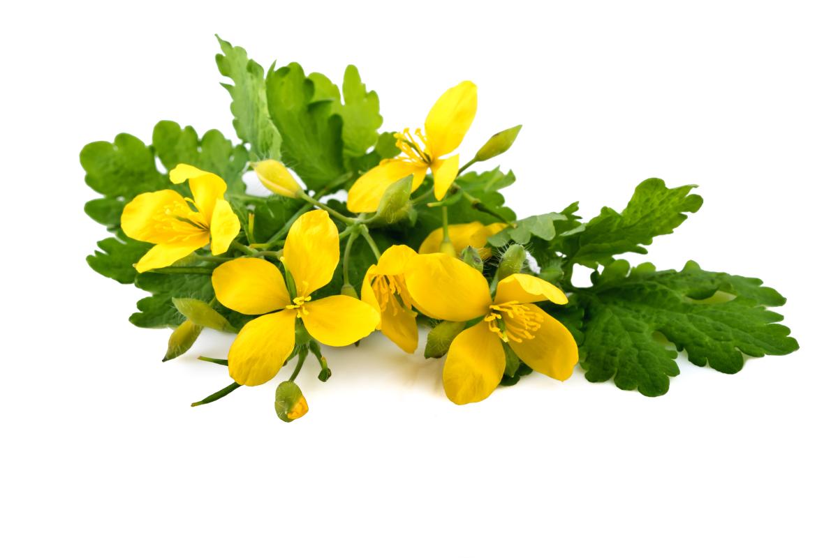 Celidonia: propiedades y contraindicaciones