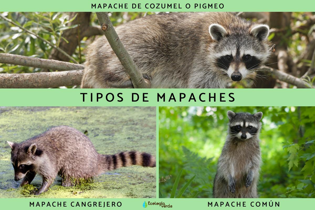 Tipos de mapaches