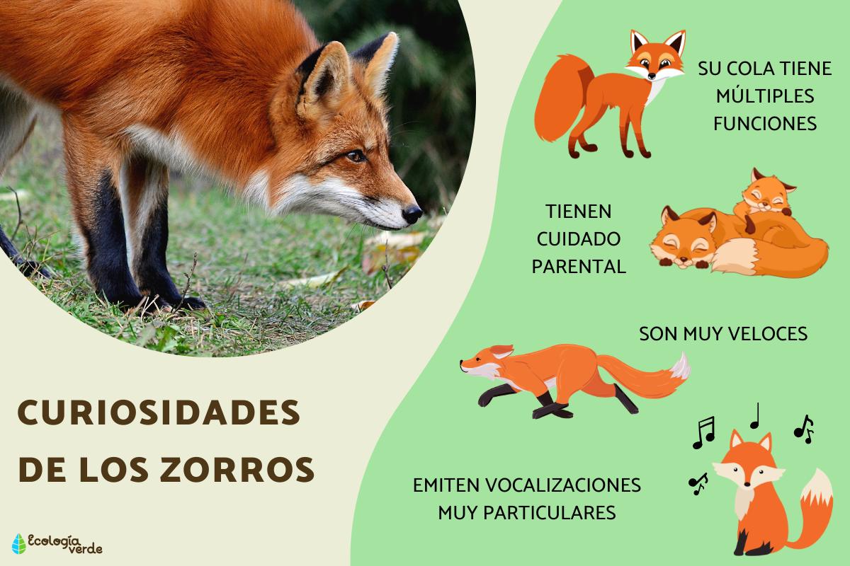 Curiosidades de los zorros
