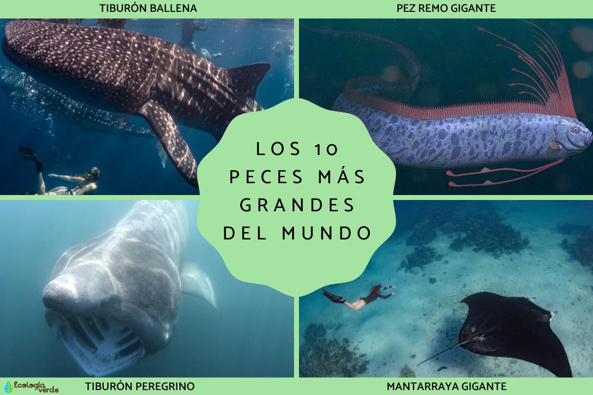 Peces más grandes del mundo