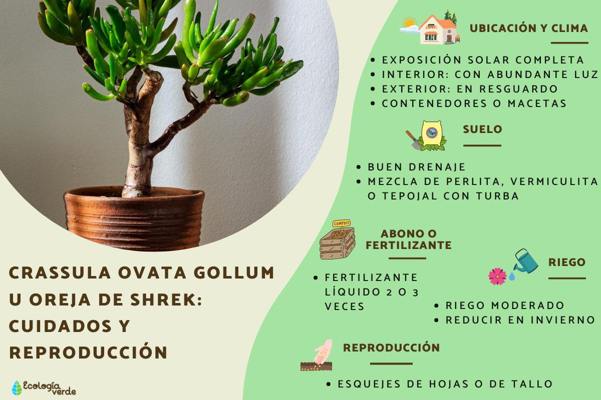 Crassula ovata gollum u oreja de shrek: cuidados y reproducción