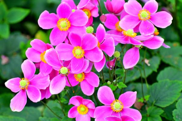 Flores de octubre - Anémona japonesa (Anemone hupehensis)