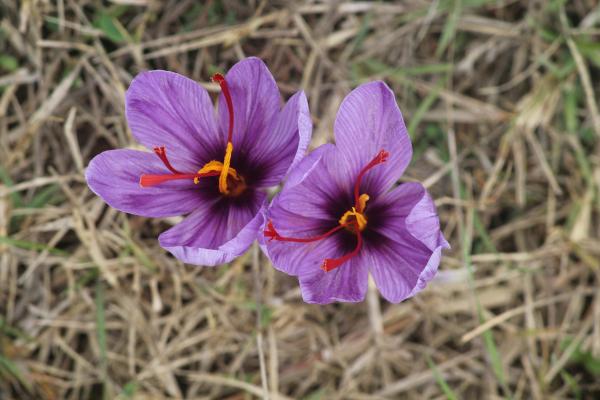 Flores de octubre - Azafrán (Crocus sativus)
