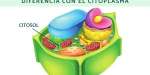 Citosol: qué es, función, estructura y diferencia con el citoplasma