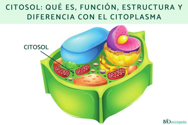 Citosol: qué es, función, estructura y diferencia con el citoplasma