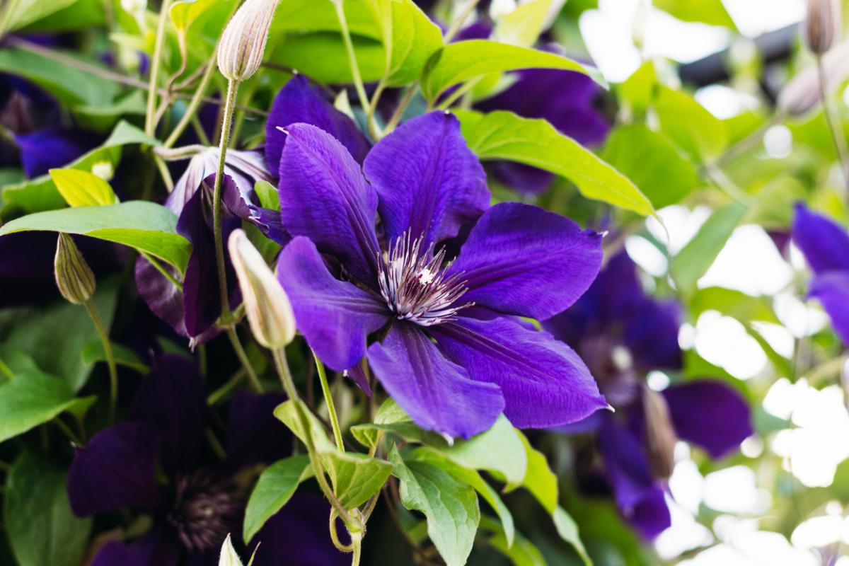 Clematis: cuidados