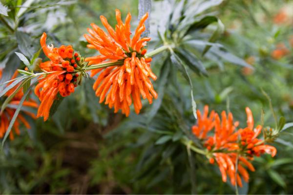 Flores de octubre - Cola de león (Leonotis leonurus)