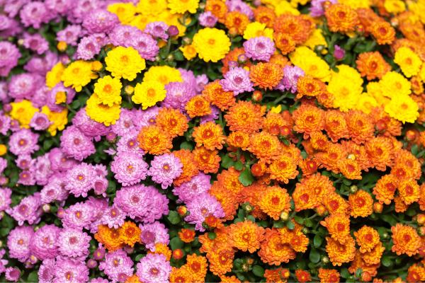 Flores de octubre - Crisantemo (Chrysanthemum spp.)