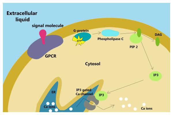 Citosol: qué es, función, estructura y diferencia con el citoplasma - Estructura del citosol 