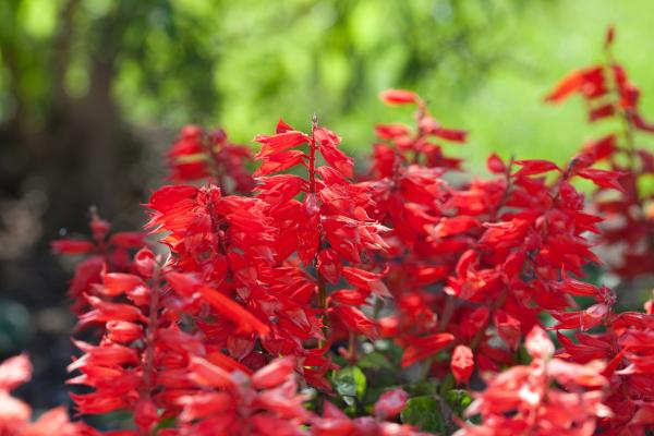 Flores de octubre - Flor de colibrí (Salvia coccinea)