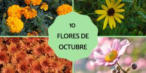 Flores de octubre