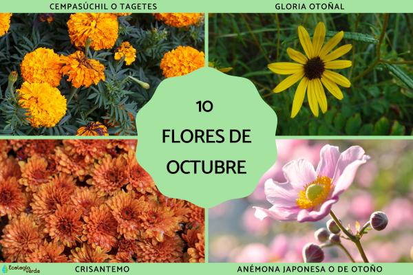 Flores de octubre