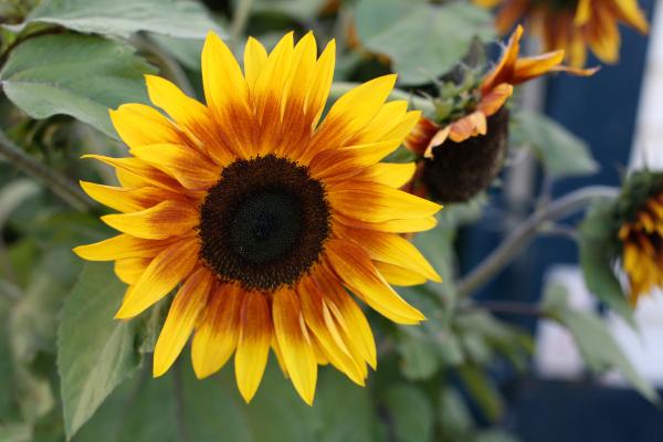 Flores de octubre - Girasol gigante (Helianthus annus)
