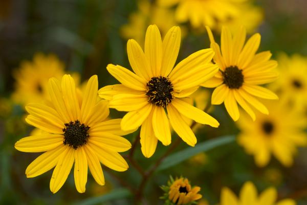 Flores de octubre - Gloria otoñal o girasol de pantano (Helianthus angustifolius)
