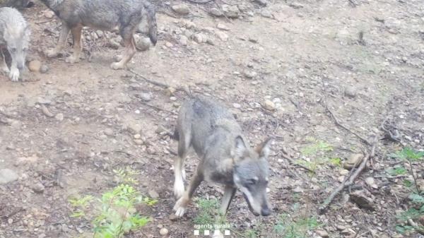 La única pareja de lobos de Cataluña podría tener nuevas crías esta primavera - Cámaras ocultas y sigilo: así se documentó el nacimiento de los cachorros