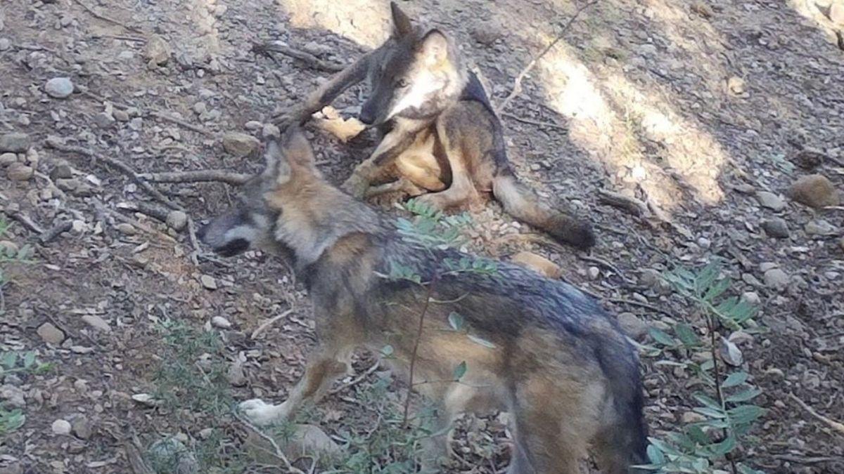 La única pareja de lobos de Cataluña podría tener nuevas crías esta primavera