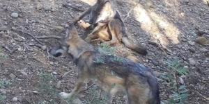 La única pareja de lobos de Cataluña podría tener nuevas crías esta primavera