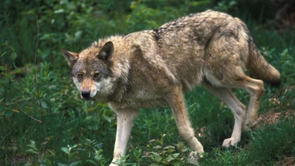 La única pareja de lobos de Cataluña podría tener nuevas crías esta primavera - Más que un depredador: el papel clave del lobo en el Pirineo