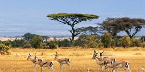 Sabana: características, flora y fauna