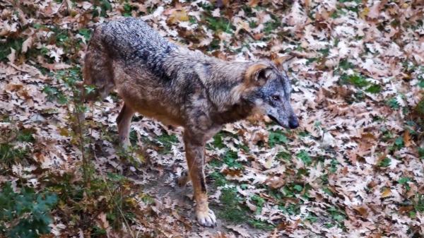 La única pareja de lobos de Cataluña podría tener nuevas crías esta primavera - Un siglo sin lobos en Cataluña: cómo volvió la especie al Pirineo