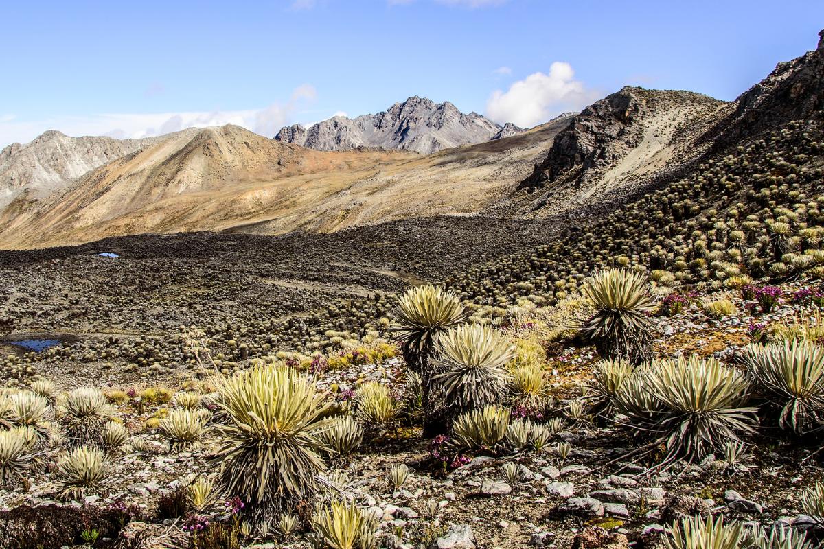Páramo: qué es, características, flora, fauna y amenazas