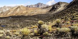 Páramo: qué es, características, flora, fauna y amenazas