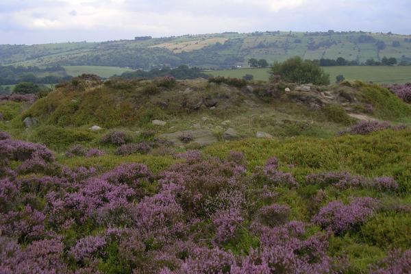 Páramo: qué es, características, flora, fauna y amenazas - ¿Qué es un páramo y cuáles son sus características principales?