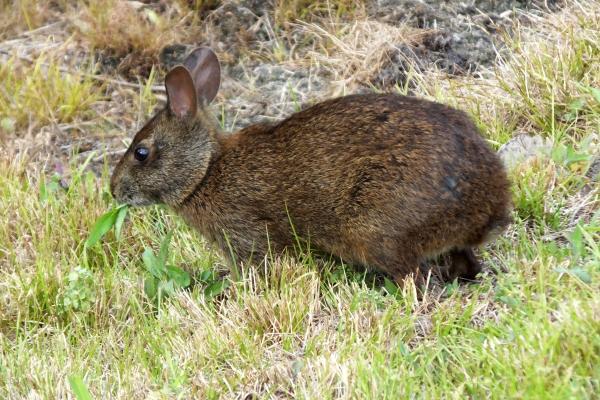 Páramo: qué es, características, flora, fauna y amenazas - ¿Qué fauna vive en los páramos?