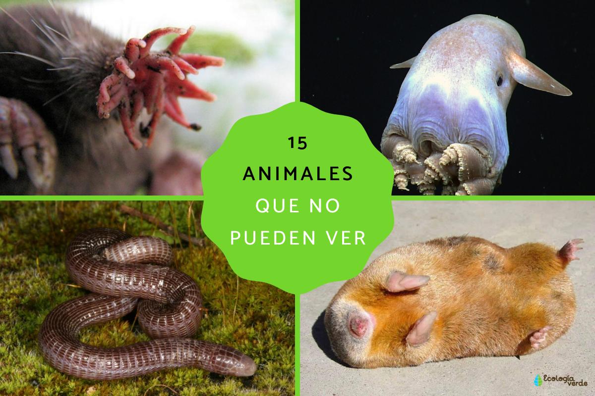 Animales que son ciegos