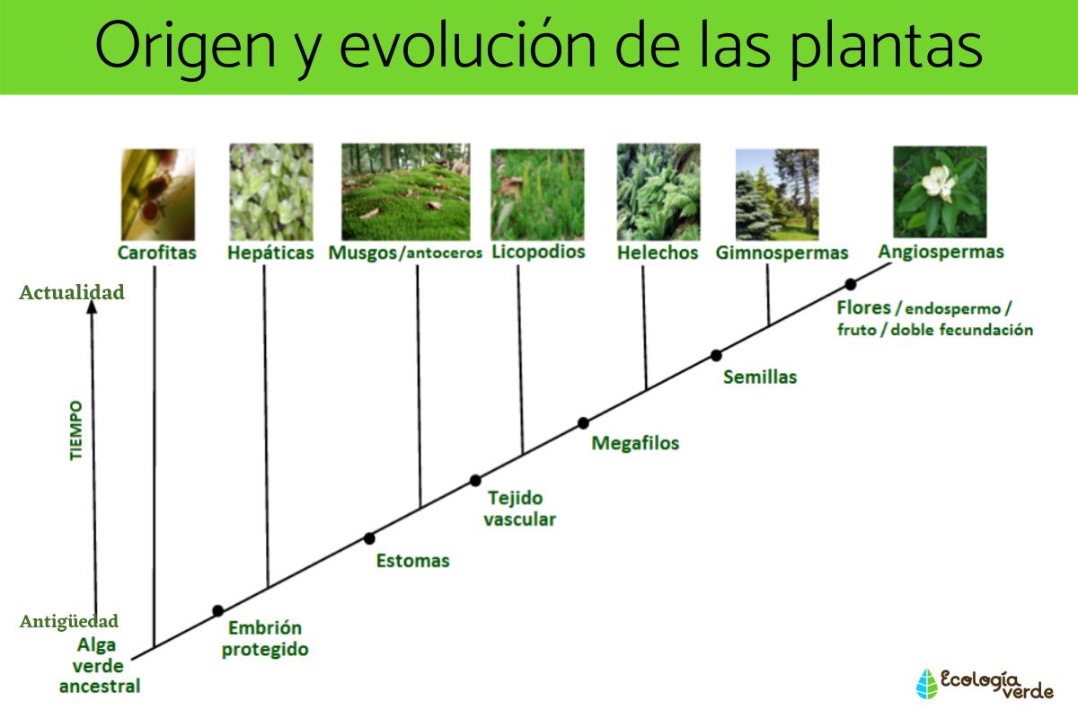 Origen y evolución de las plantas: resumen
