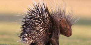 Puercoespín