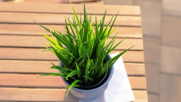 Ni insecticidas ni velas: la planta antimosquitos ideal para balcones y patios - ¿Qué es la citronela verdadera?