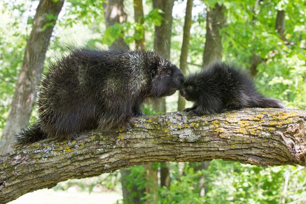 Puercoespín - Reproducción del puercoespín