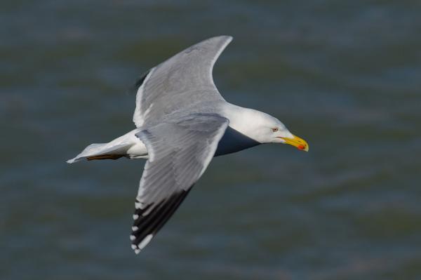 Gaviota patiamarilla - Características de la gaviota patiamarilla 