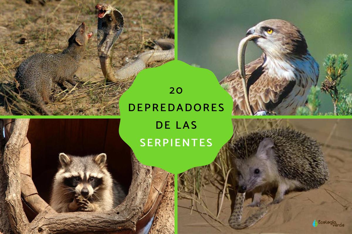 Depredadores de serpientes
