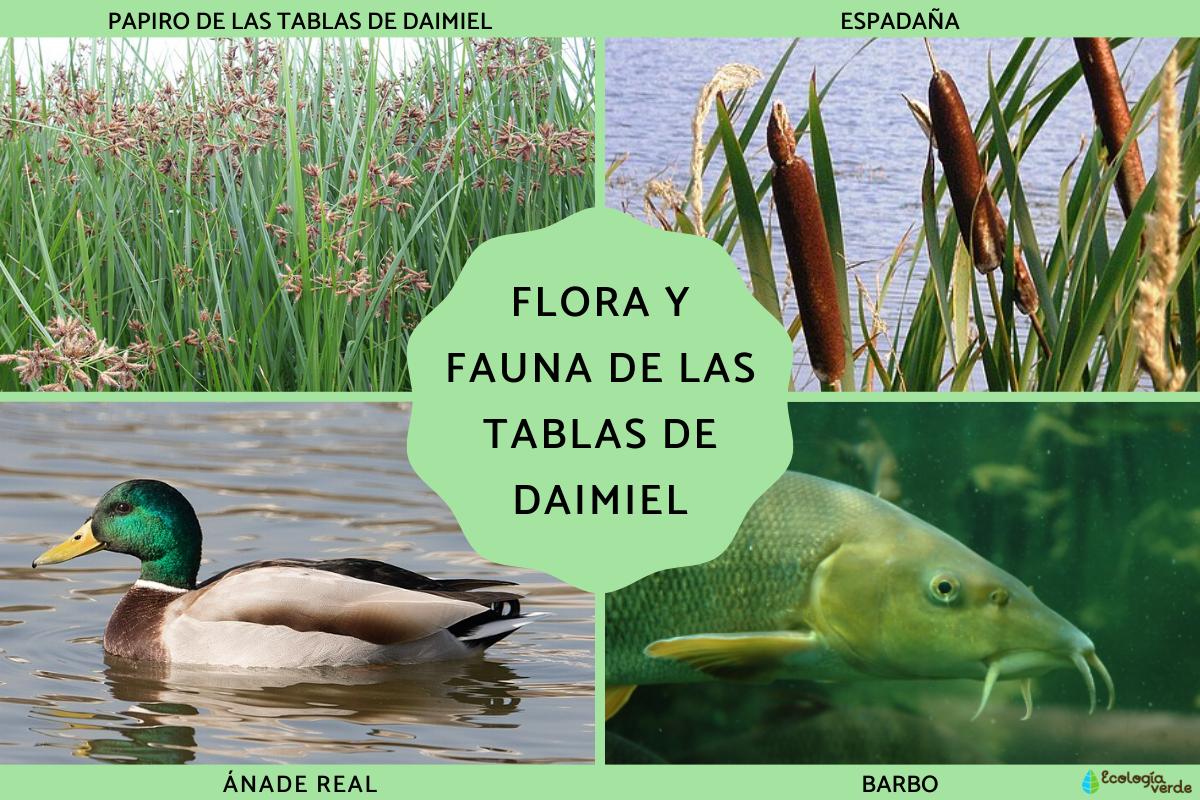 Flora y fauna de las Tablas de Daimiel