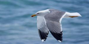 Gaviota patiamarilla